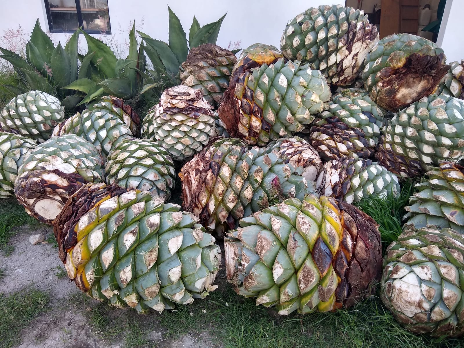 Agave Harvesting