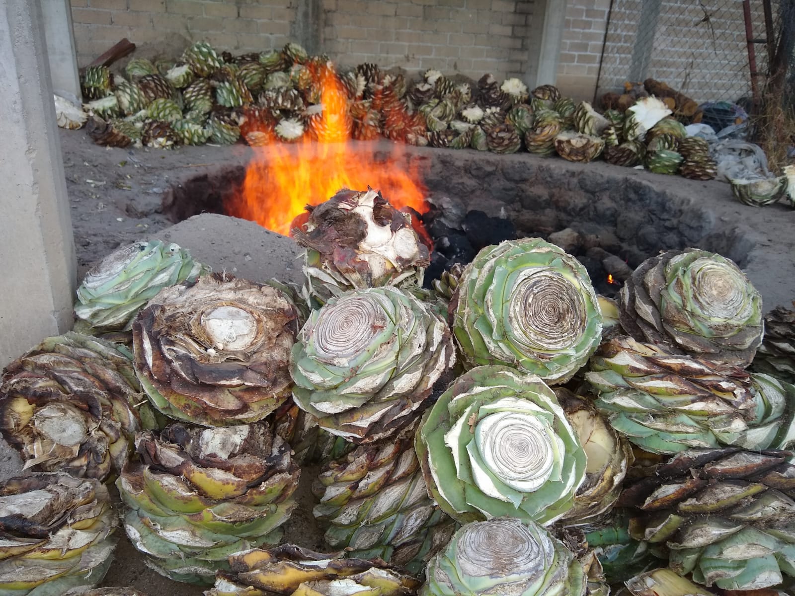 Agave Cooking